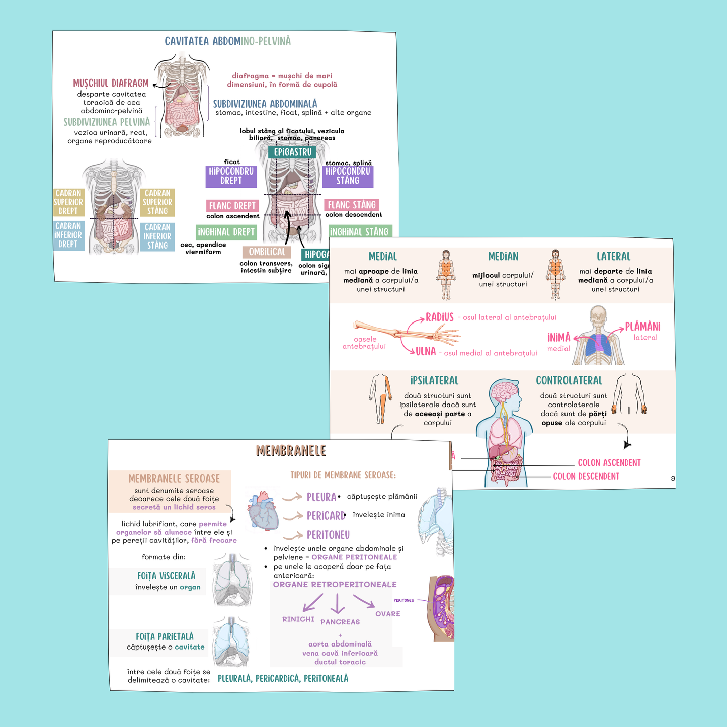 FLASHCARDS BARRONS - UMF CLUJ