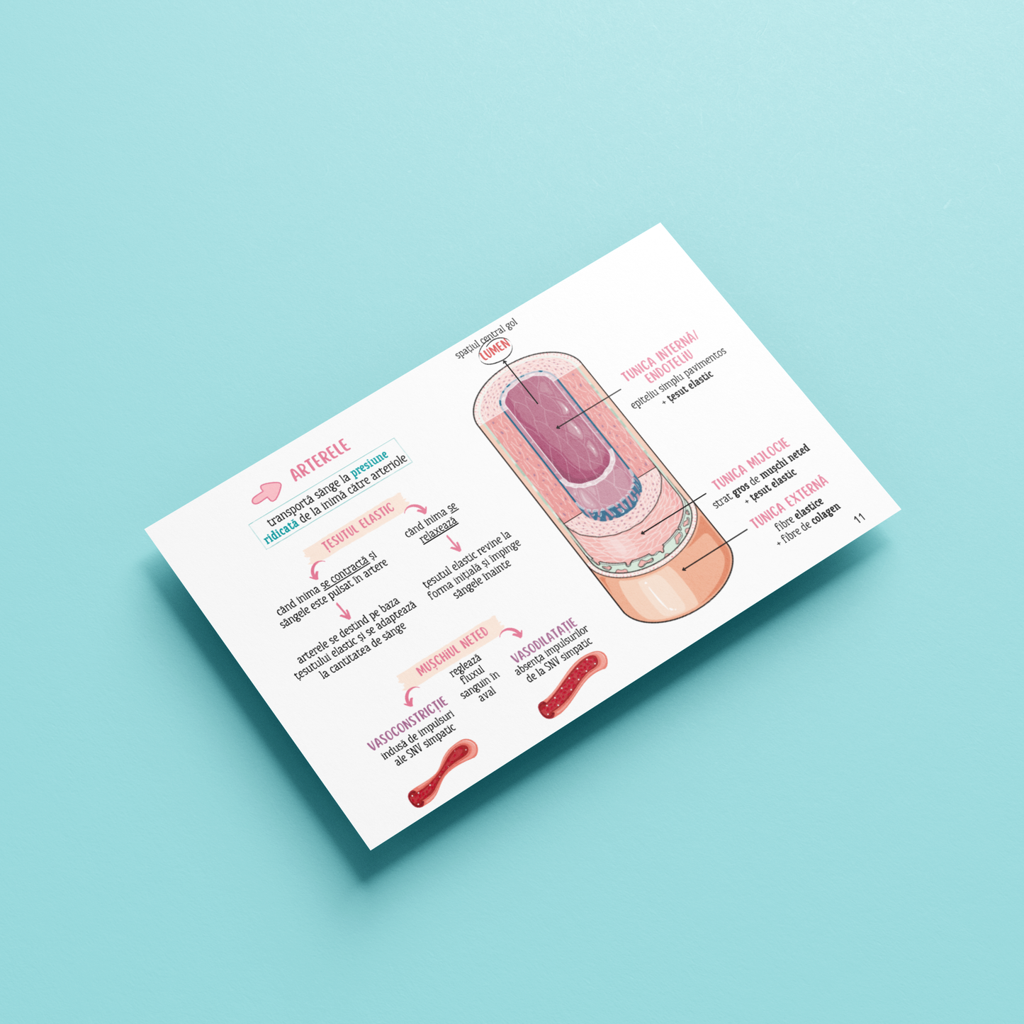 BARRONS CAPITOLUL 15 - SISTEMUL CARDIOVASCULAR