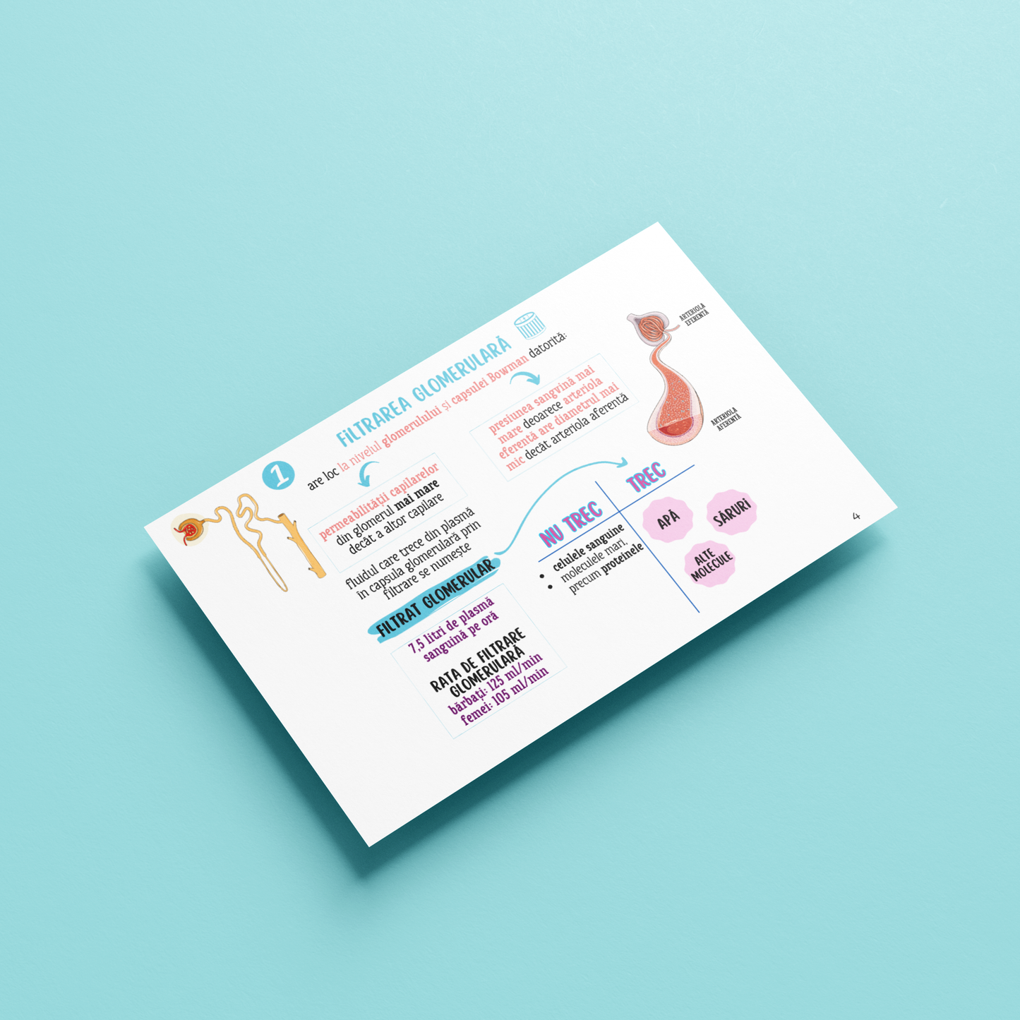 BARRONS CAPITOLUL 20 - SISTEMUL URINAR