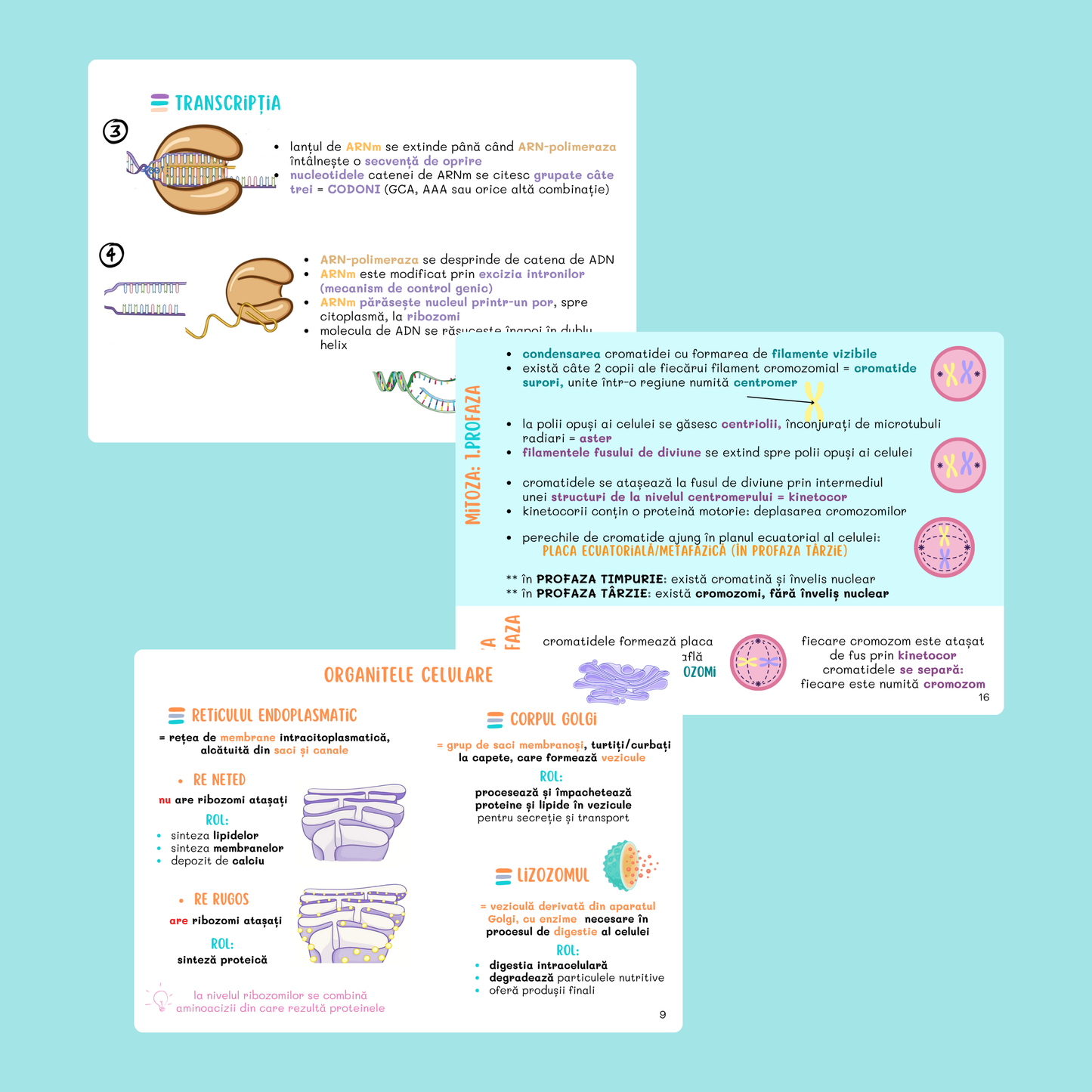 BARRONS CAPITOLUL 3 - CELULELE ȘI FIZIOLOGIA CELULARĂ