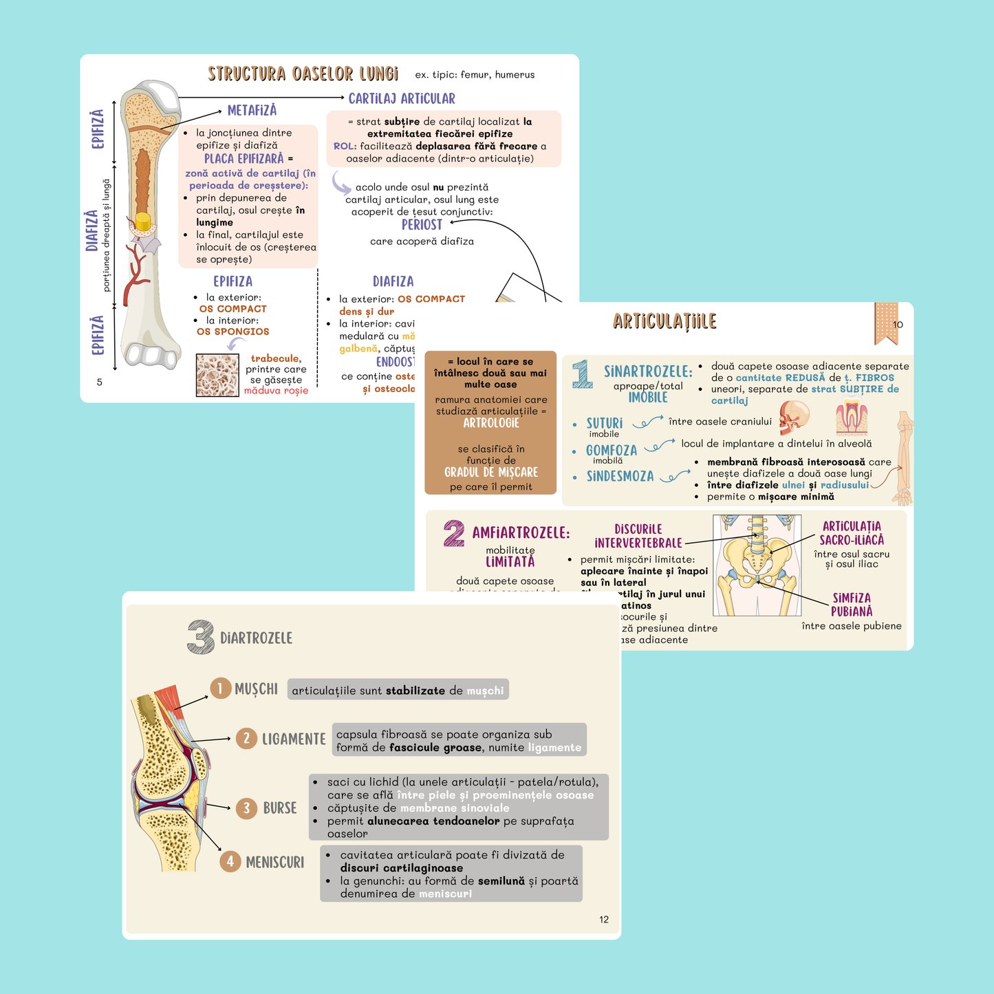 BARRONS CAPITOLUL 6 - OASE ȘI ARTICULAȚII