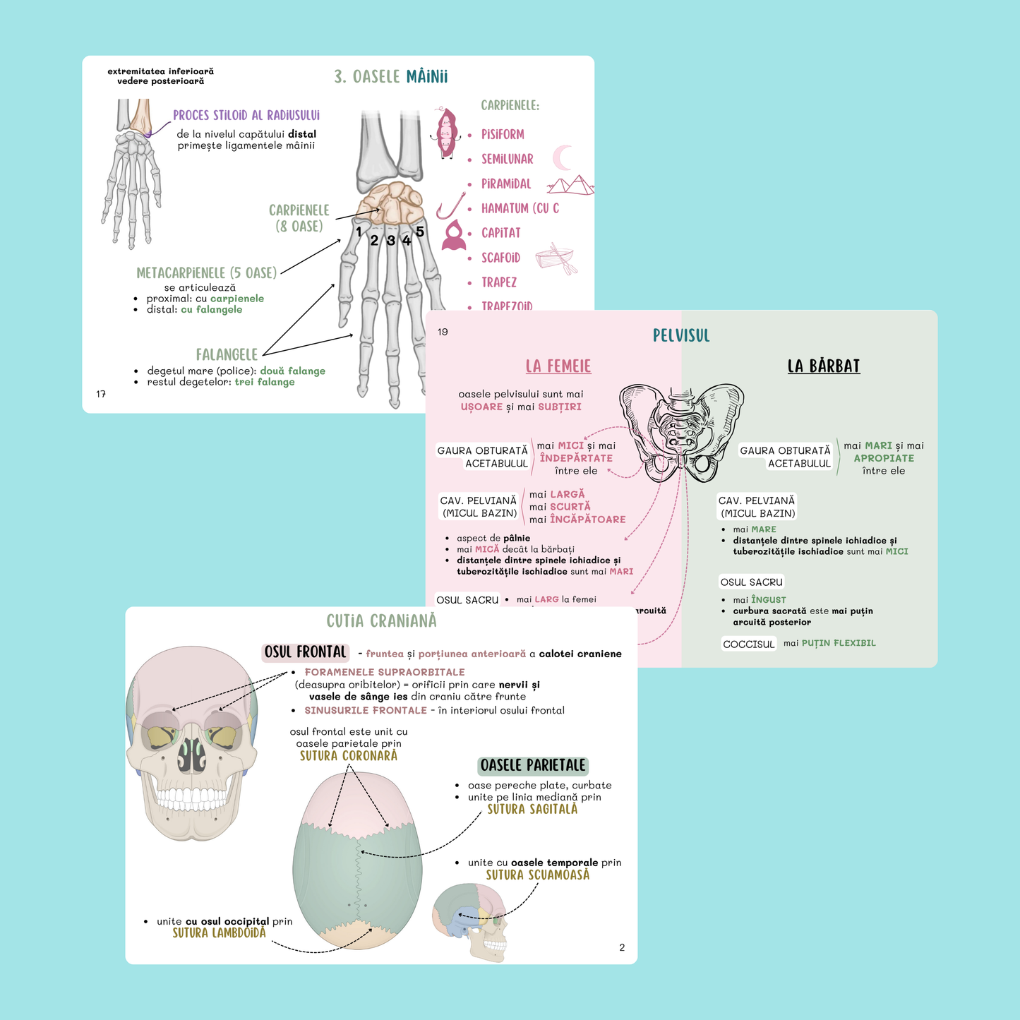 FLASHCARDS BARRONS - UMF TG. MUREȘ, IAȘI & SUCEAVA