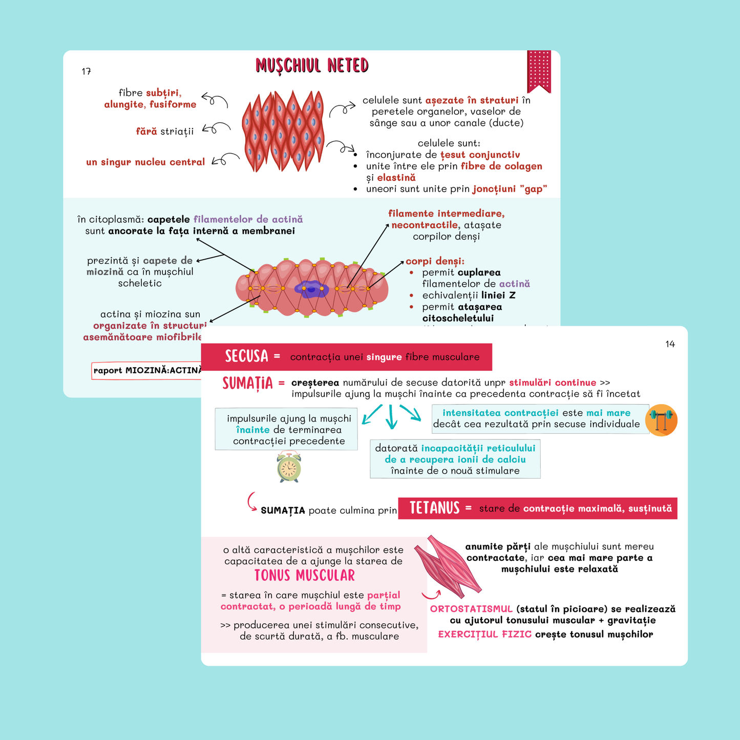 FLASHCARDS BARRONS – UMF CRAIOVA