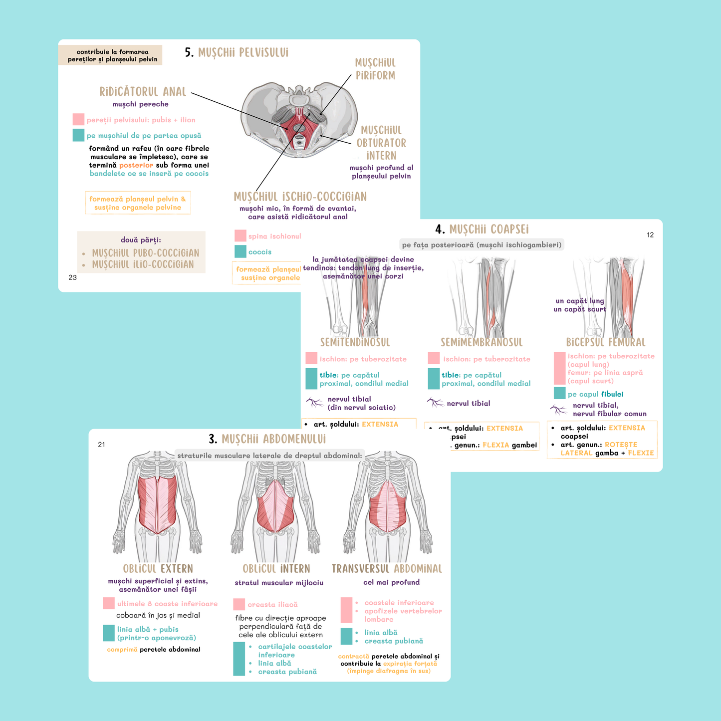 BARRONS CAPITOLUL 9 - SISTEMUL MUSCULAR
