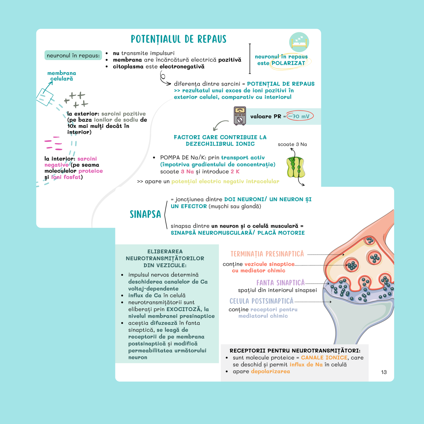 FLASHCARDS BARRONS - UMF CLUJ