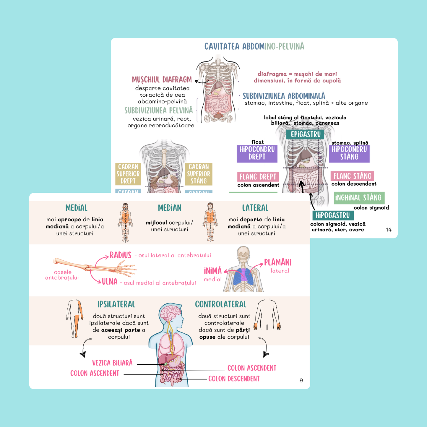 FLASHCARDS BARRONS – UMF CRAIOVA