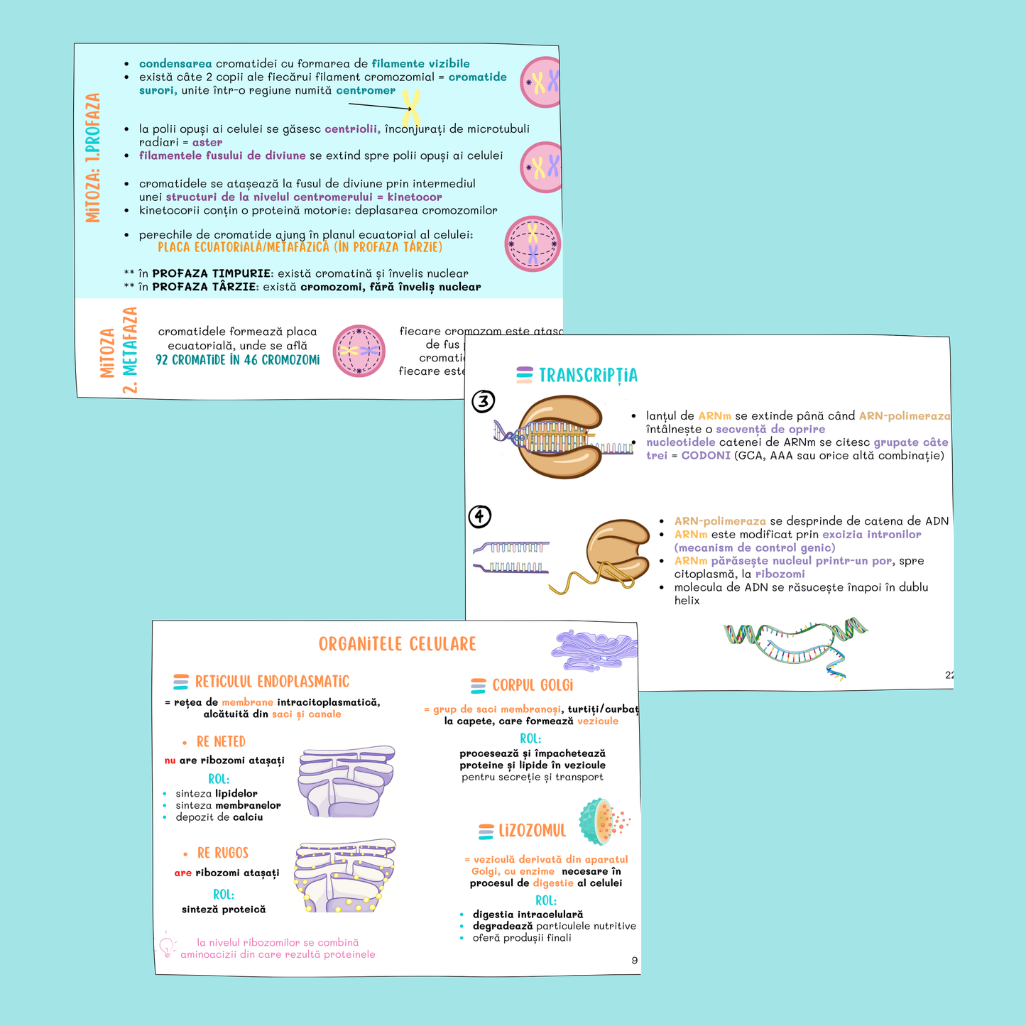 FLASHCARDS BARRONS – UMF TIMIȘOARA