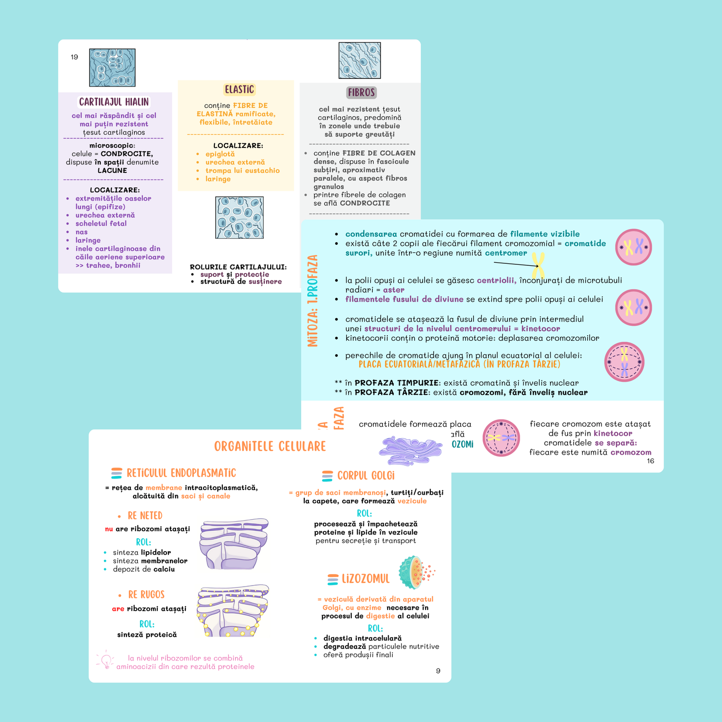 FLASHCARDS BARRONS – UMF CRAIOVA