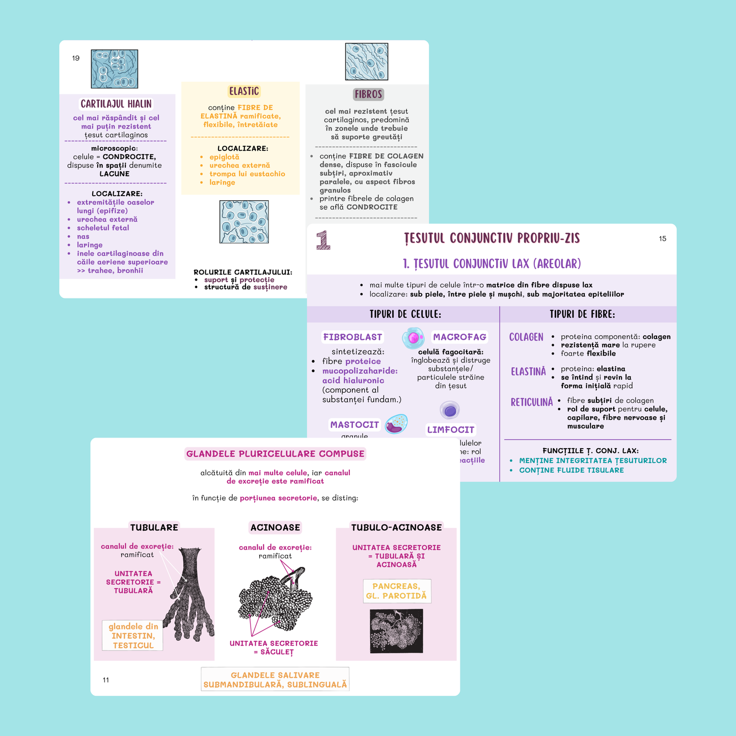 FLASHCARDS BARRONS - UMF TG. MUREȘ, IAȘI & SUCEAVA