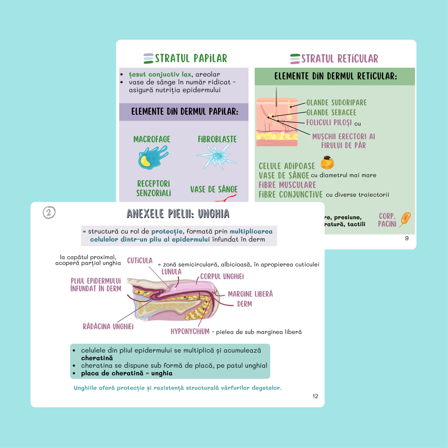 BARRONS CAPITOLUL 5 - SISTEMUL TEGUMENTAR