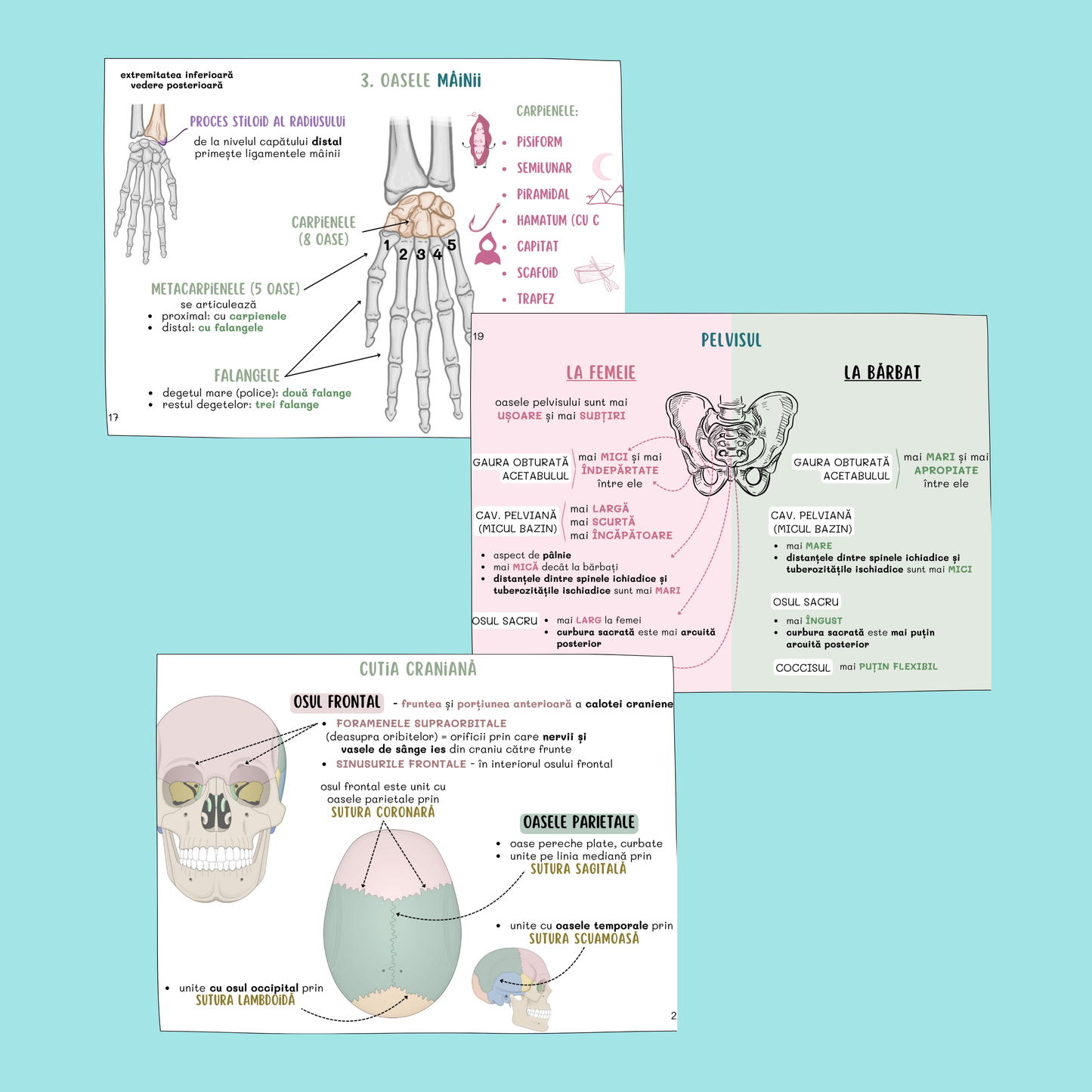 FLASHCARDS BARRONS – UMF TIMIȘOARA